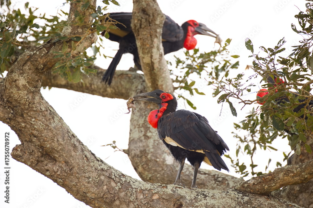 Naklejka premium Südliche Hornraben