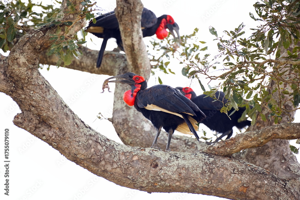 Obraz premium Südliche Hornraben