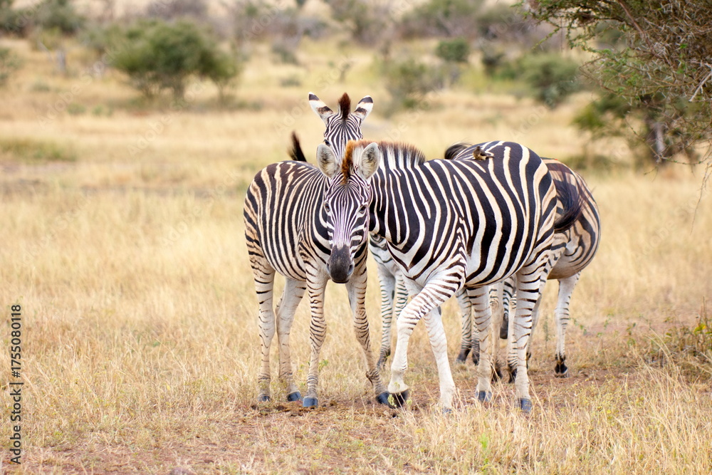 Obraz premium Steppenzebras