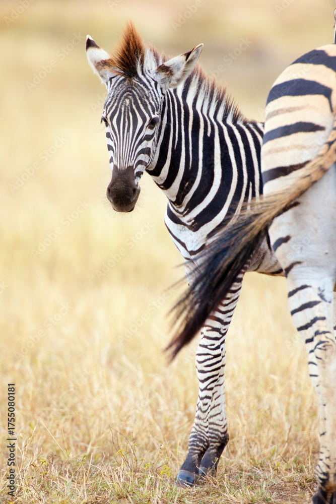 Fototapeta premium Steppenzebras