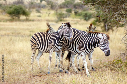 Steppenzebras