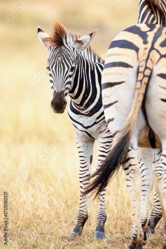 Steppenzebras