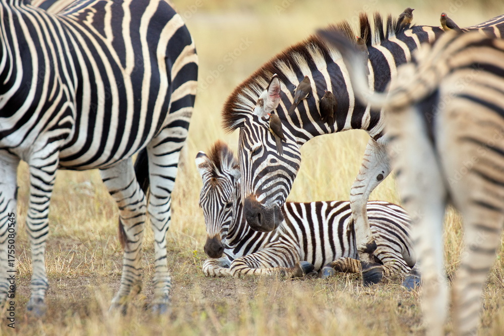 Fototapeta premium Steppenzebras