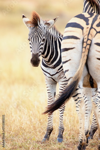 Steppenzebras