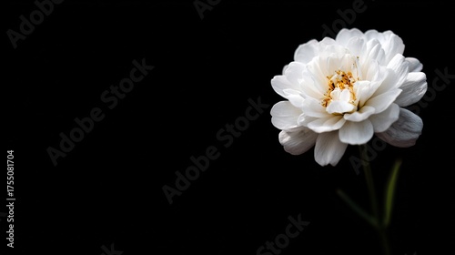   A clear photo of a white flower against a dark background, with a sharp focus on its petals