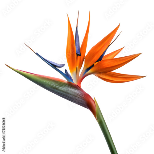 Vibrant Bird of Paradise Flower Isolated on White Background on transparent background