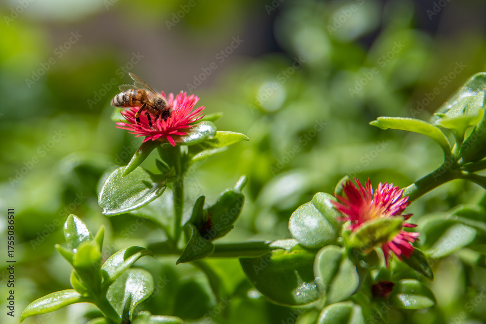 Fototapeta premium bee collecting pollen from flower