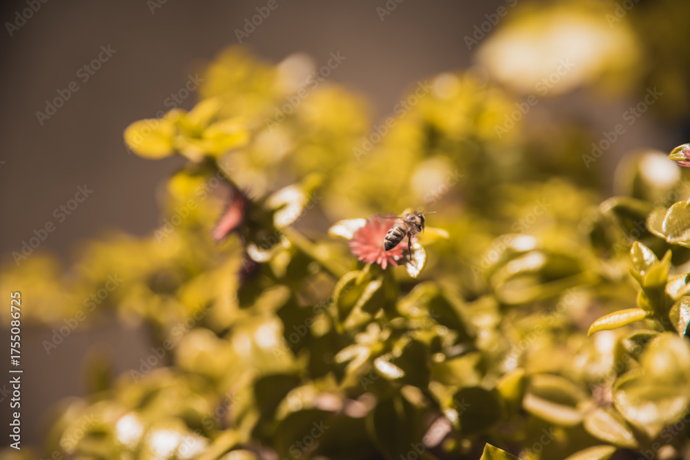 Naklejka premium bee collecting pollen from flower