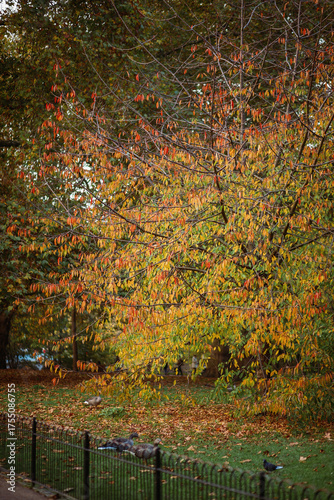 St James's Park London, autumn in London 