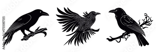 Silhouette raven bird set in different poses with detailed feathers perched and flying black flat vector illustration