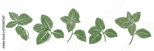 Vector illustration of detailed green mint leaves with visible veins isolated on white background natural herbal plant graphic design for botanical and medicinal concept artwork