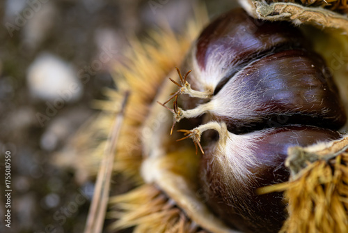 Fotografía Reife Esskastanien in ihrer stacheligen Hülle
