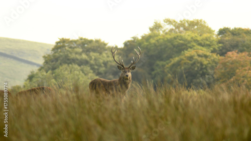 Red Deer - Peak District - Derbyshire - England - United Kingdom - Europe