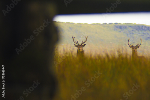 Red Deer - Peak District - Derbyshire - England - United Kingdom - Europe