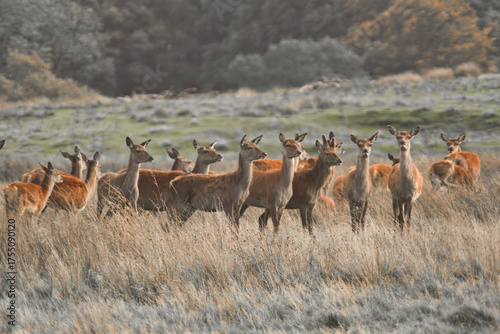 Red Deer - Peak District - Derbyshire - England - United Kingdom - Europe