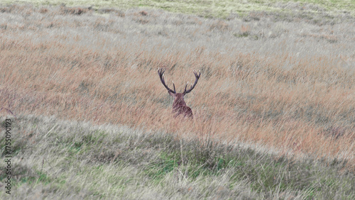 Red Deer - Peak District - Derbyshire - England - United Kingdom - Europe