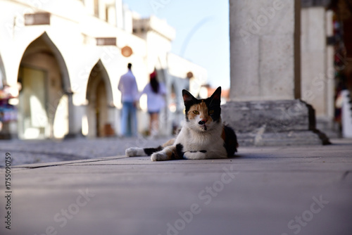 Fototapeta Naklejka Na Ścianę i Meble -  cat on the street