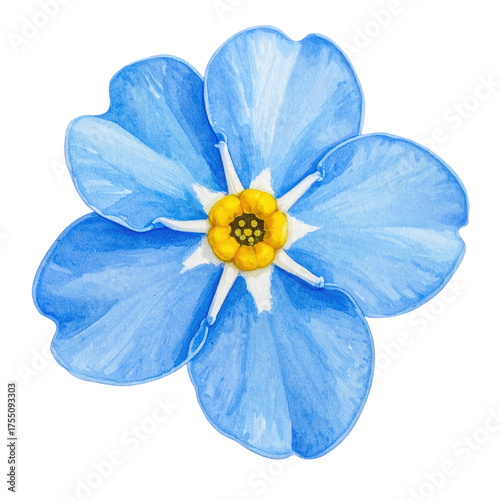 Watercolor rendering of a single, five-petaled flower, light blue with a yellow center
