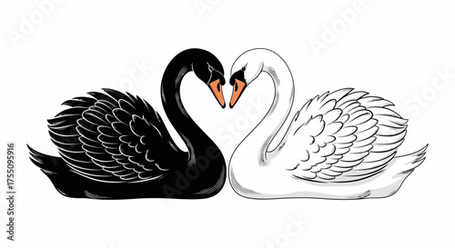 Two swans, one black and one white, forming a heart shape symbol of love