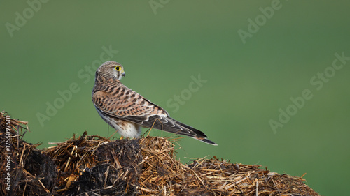 Falke in Rückansicht sitzt auf Misthaufen vor grünem Hintergrund 