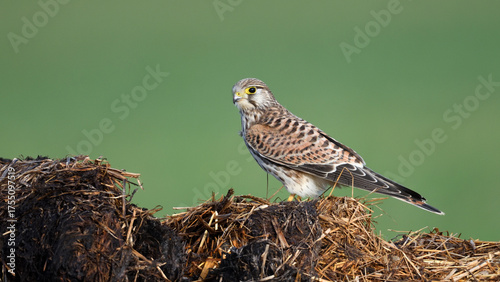 Porträt eines Raubvogel Falken in Seitenansicht mit Kamerablick sitzt auf Misthaufen vor grünem Hintergrund 