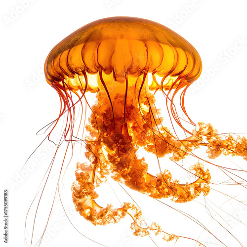 A luminous jellyfish, orange-hued and bioluminescent, with long, flowing tentacles on black background