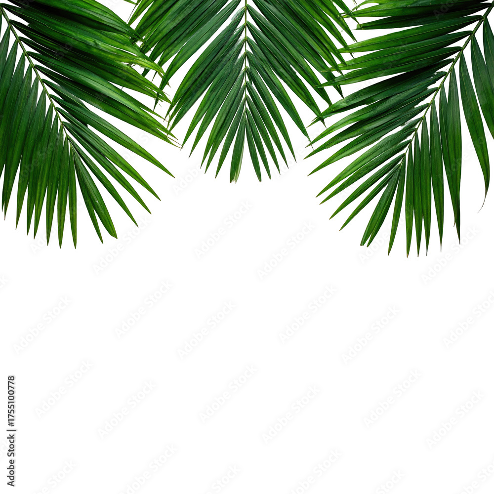 Fototapeta premium Lush green palm leaves arranged against a stark black background, creating a tropical border