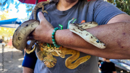 People learning about snakes and reptiles at an outdoor event with snakes and lizards with guests holding a Python snake in their hands