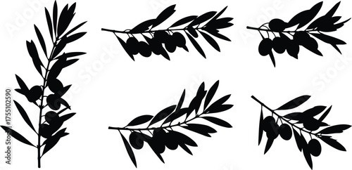 Olive branch silhouette, botanical vector, black leaves, minimal design, Mediterranean plant, healthy food, nature art, organic, herbal, clean, elegant