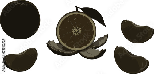 Orange fruit illustration, whole and sliced, segment anatomy, citrus vector drawing, black and white design, tropical food icon, botanical sketch