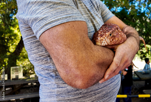 A Man holding a Red Tegu in his arms to learn about reptiles.
