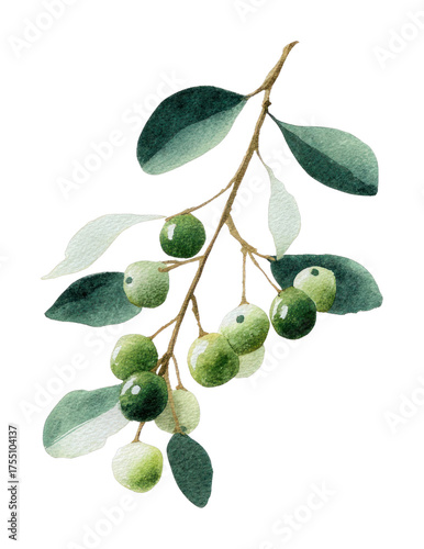 Wallpaper Mural PNG Watercolor olive branch illustration. Torontodigital.ca