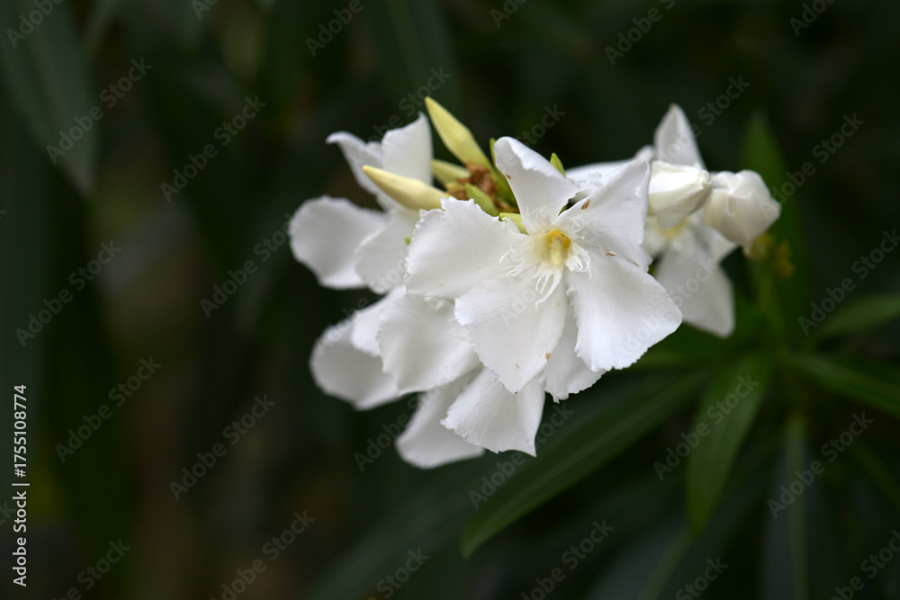 Fototapeta premium キョウチクトウ