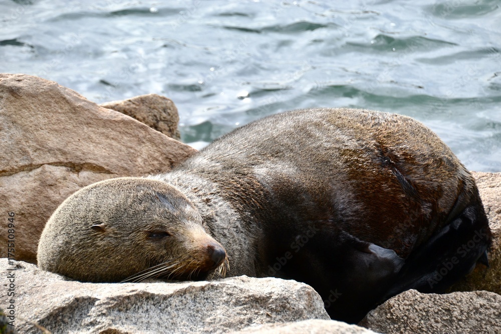 Fototapeta premium Group of sleepy Cape Fur Seals