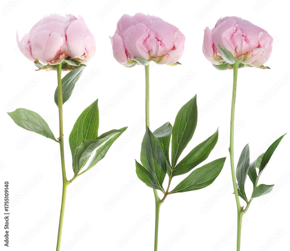 Obraz premium Three pink peony flowers isolated on white, set