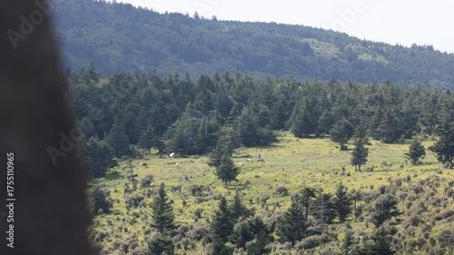 Wild ponies graze peacefully in a sunny mountain meadow where backpackers have set up a tent. A scenic summer day in the Mount Rogers National Recreation Area in the Virginia highlands.