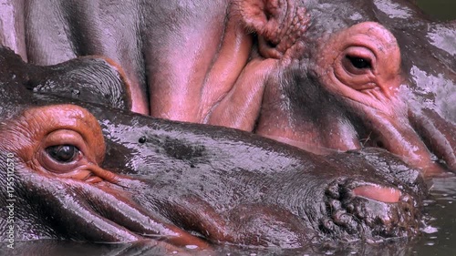 Close up hippopotamus enjoying diving in pond

