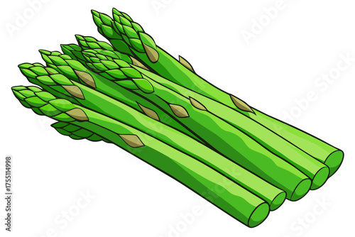 Fresh, organic green asparagus bunch, a healthy spring vegetable stalk isolated on white
