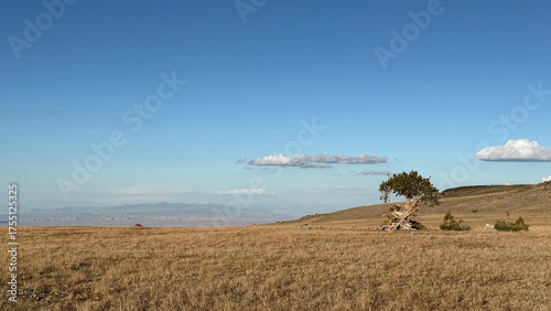 Lonely Bristlecone Pine
