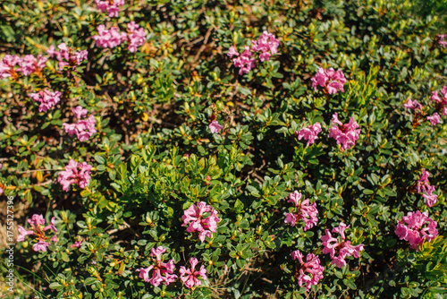 Magical pink rhododendron flowers on a summer mountain