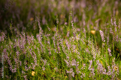 Nature background with сommon heather flowers
