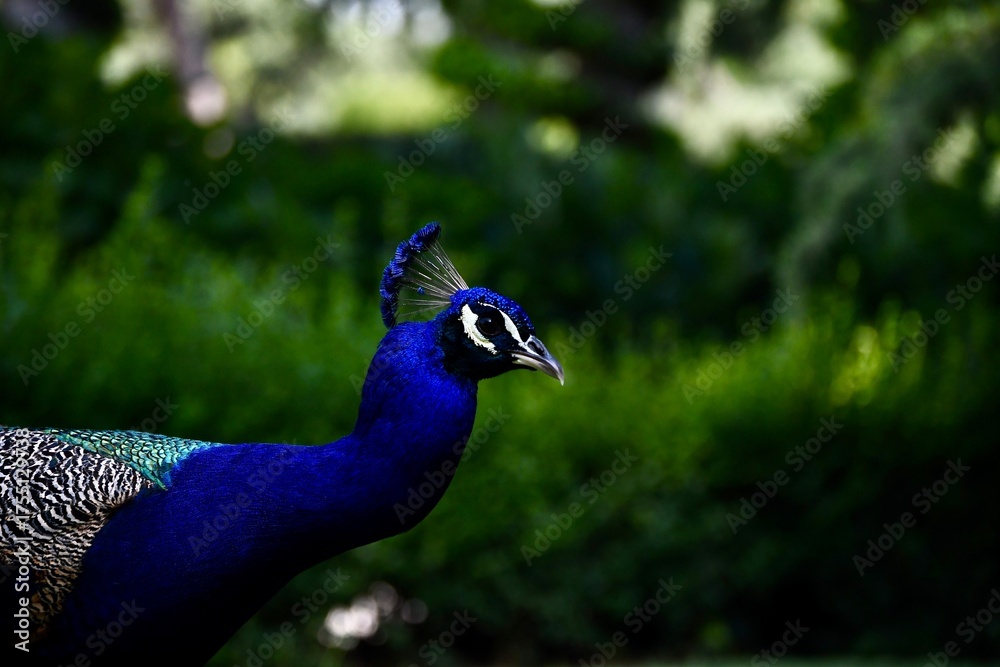 Fototapeta premium hand with peacock