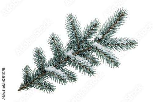 christmas wither snow pine branches isolated