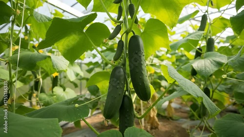 Greenhouse cucumbers growing on vines lush green leaves natural sunlight healthy organic produce