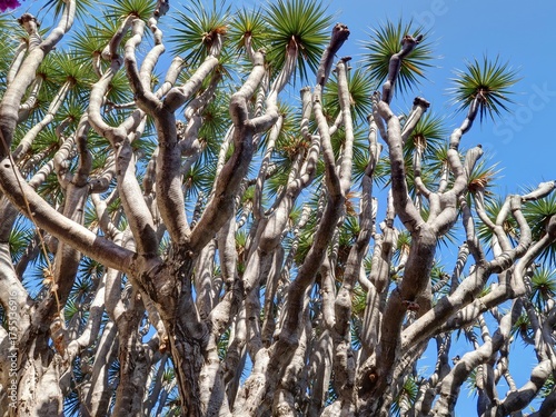 jardin Botanique de Puerto de la Cruz à Tenerife