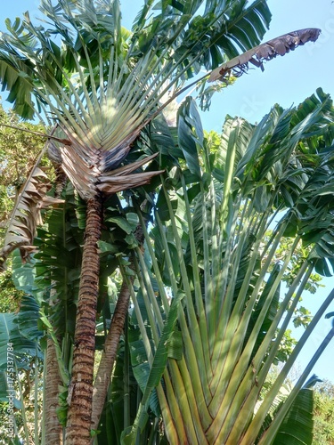 jardin Botanique de Puerto de la Cruz à Tenerife
