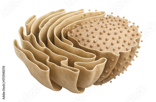 Cross-section of endoplasmic reticulum with interconnected membranous sacs.