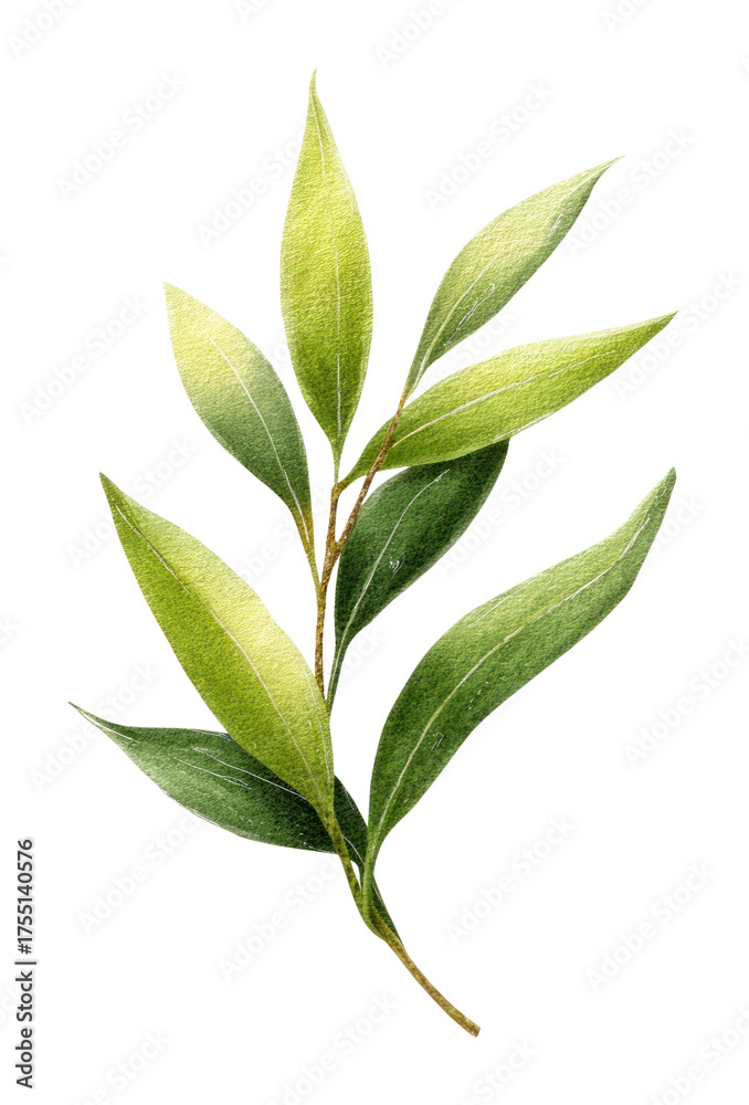 Obraz premium PNG A Olive leave illustration botanical plant.