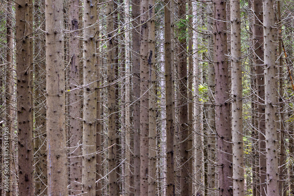 Fototapeta premium Straight tree trunks in a coniferous forest
