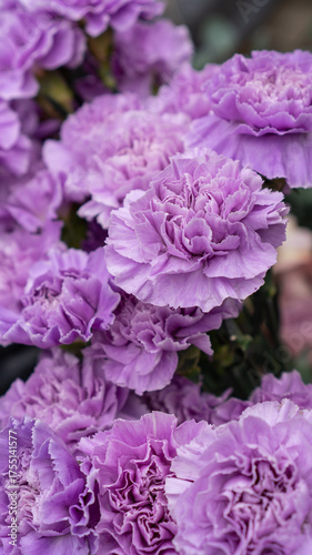 carnation dianthus purple for wedding flower arrangement arch